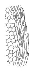 Calyptrochaeta apiculata, marginal cells at mid lateral leaf. Drawn from W. Martin s.n., 26 Dec. 1949, CHR 465851.
 Image: R.C. Wagstaff © Landcare Research 2017 